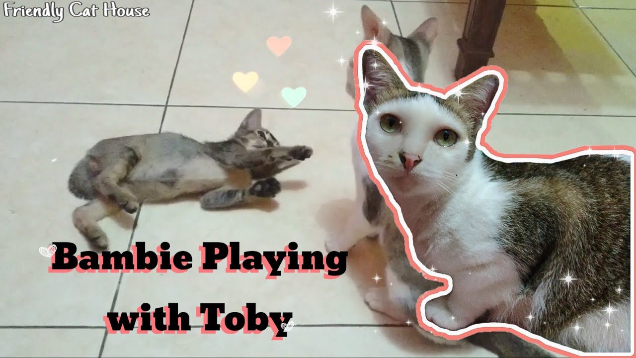 Cat Playing with the New Kitten | Friendly Cat House