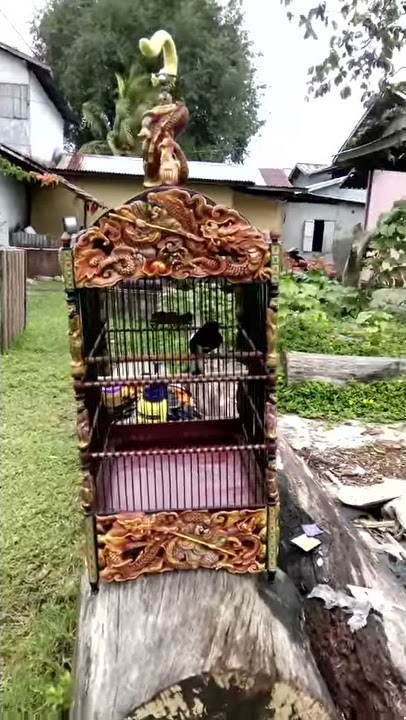 Kacer juara petrok