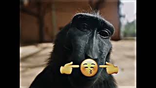 Rizz Monkey Meme 4K