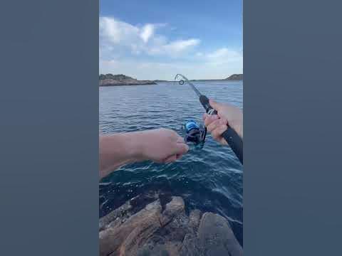 ОТРУЙНА РИБА- МОРСЬКИЙ ДРАКОН🤯🔥#рибалка #норвегія #рыбалка - YouTube
