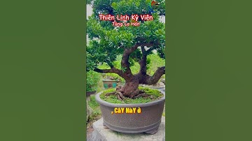 Tùng La Hán – “Hoa hậu” cây cảnh khiến ai cũng phải ngoái nhìn! #vuonnhatban #bonsai
