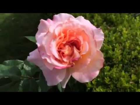 Rosier Arbustif 'Augusta Louise' | Nostalgie (Fil Roses) - YouTube
