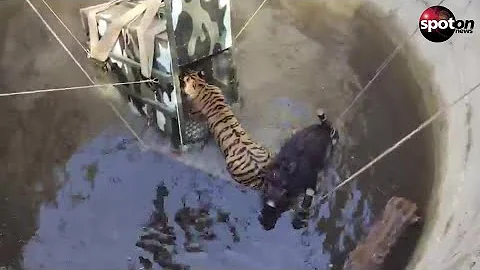 Tiger and boar rescued from well after several hours