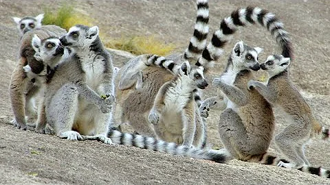 This Leaping Lemur Lady Rules the Bunch (4K) - DayDayNews