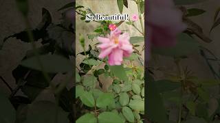 Blushing Pink Beauty 🌷 | Aashi Natureverse #pinkrose #shortsfeed #gardendelight #shorts #flowers #yt