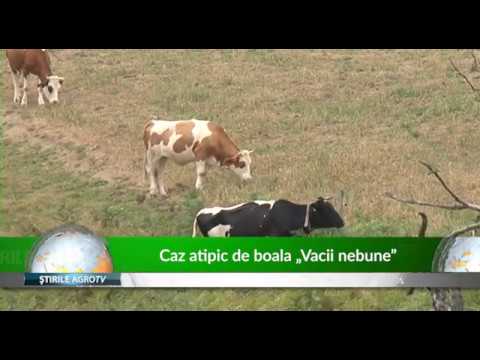 Video: Despre Boala Vacii Nebune - Cum Faceți Boala Vacii Nebune