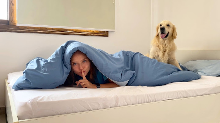 Playing Hide and Seek with My Dog (Golden Retriever)