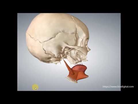 Video: Warum ist der Musculus palatoglossus wichtig?