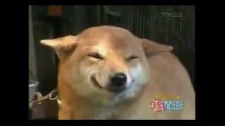 Best Jokes Подборки приколов (18+) Самые смешные собаки Подборка моментов Best Jokes Подборки приколов (18+) Самые смешные собаки Подборка моментов