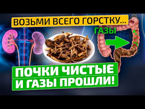 Видео: Где купить корень дягиля?