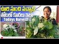 మిద్దె తోట ఇప్పుడు ఇలా ఉంది | తోట మొత్తం తోట కూర మయం | అంతా అనుకున్నట్లే వుంది | Today's Harvest|TTH