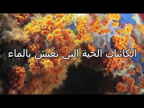 الكائنات التي تعيش في الماء