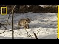 Bobcat Kitten Hunting Lesson | America's National Parks