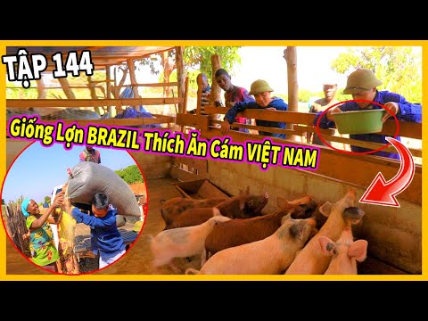 (Tập 144) Chăn Nuôi Việt Nam ở Châu Phi || Giống Lợn BRAZIL Thích Ăn Cám Việt Nam ?