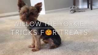 Willow the Yorkie  Tricks For Treats