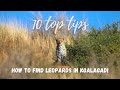 How to find leopards in the Kgalagadi Transfrontier Park | TEN TOP TIPS