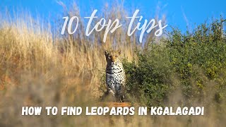 How to find leopards in the Kgalagadi Transfrontier Park | TEN TOP TIPS