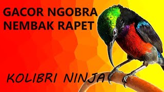 GACOR NGOBRA, TEMBAKAN RAPET BIKIN KONIN LOYO LANGSUNG NGOTOT..!! #konin #kolibrininja #masteran