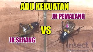 JANGKRIK SERANG VS PEMALANG I JANGKRIK ADUAN