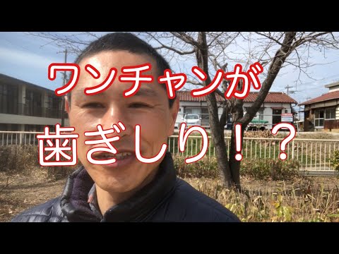 犬が歯をカチカチ鳴らす7つの原因と対処法｜病気のサインかも？