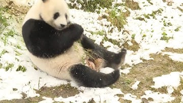 Giant pandas have fun in the snow