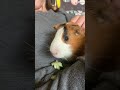 Harry the Guinea Pig loves cucumber! ASMR cucumber munchies piggy love!