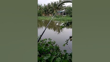 Câu cá rô đồng, giật cá liên tục