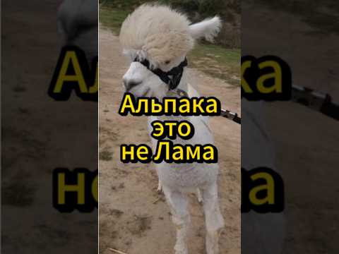 Альпака это не Лама .#альпака #интересныефакты #интересныефактыоживотных #интересно #саморазвитие