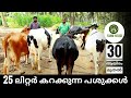 ദിവസം 25 ലിറ്റർ കിട്ടുന്ന പശുക്കൾ വില്പനക്ക് | dairy farm | 25 litter milking cow