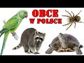 OBCE | Inwazyjne Gatunki Zwierząt w POLSCE