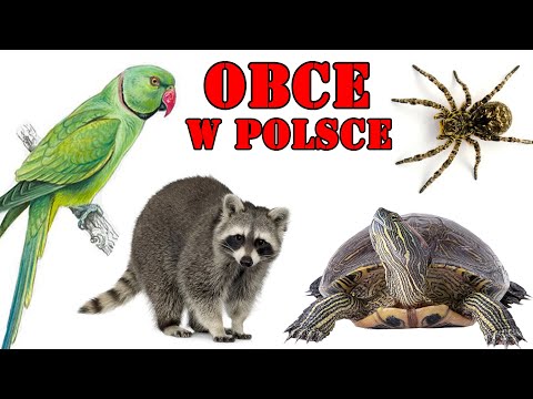 Wideo: Dlaczego gatunki inwazyjne rozwijają się?