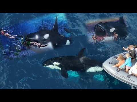 فيديو: كم مرة تهاجم الحيتان القاتلة البشر؟