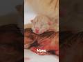 😊Newborn Baby Cat Mayo - #luckypaws #kitten