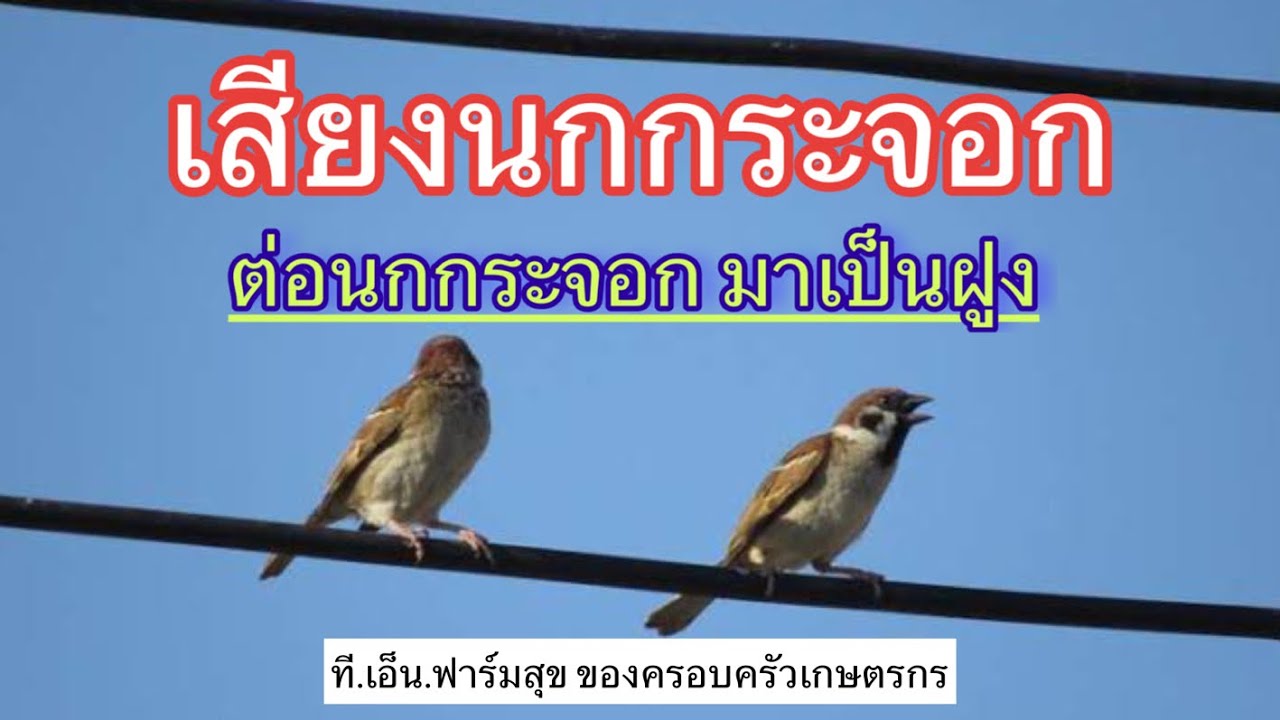 เสียงนกกระจอกบ้าน เสียงชัด ใส เสียงต่อ 100%