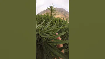 القنب الهندي 