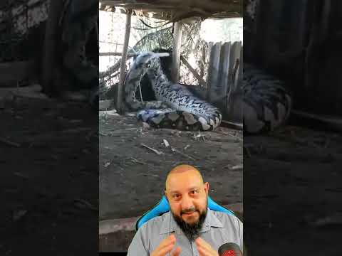 Vídeo: Já - uma cobra que pode ser encontrada perto da água