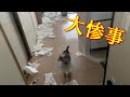 【ストレス⁉】子犬が去勢手術後、家に帰ってきたらイタズラしまくり/共働き夫婦と子犬