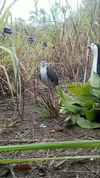 Cara menjebak burung ayam-ayaman ruak  #shorts