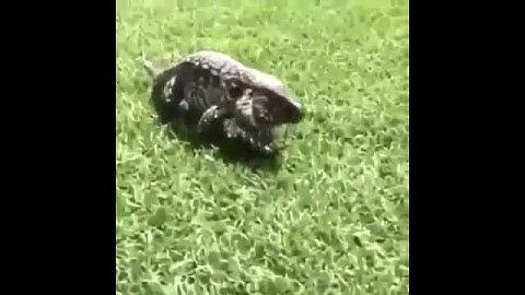 Lizard Jumps At Camera!!!
