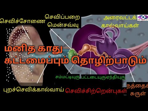 மனித காது - கட்டமைப்பும் தொழிற்பாடும் | Human Ear - Structure and Function