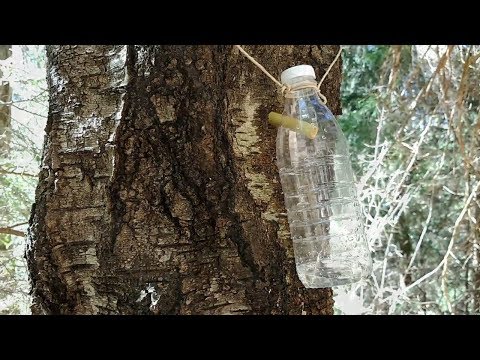 Video: Quando Raccogliere E Come Bere La Linfa Di Betulla