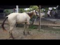 A day in Mayarí with a cuban family (HD 1080p)