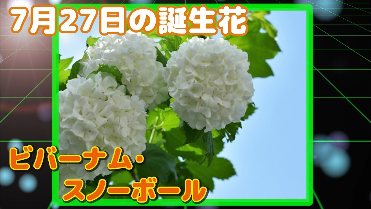 7月27日の誕生花 ビバーナム スノーボール どんな花 あなたに送る花言葉は Youtube