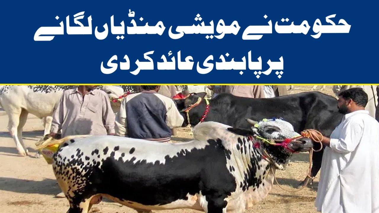 Punjab Govt Bans Cattle Market in Lahore Ahead of EidulAdha YouTube