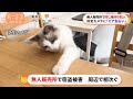 【もふ猫NEWS】無人販売所で窃盗相次ぐ