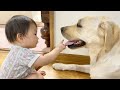 口からヒラヒラ出てるのが気になる11ヶ月児とラブラドールレトリーバー