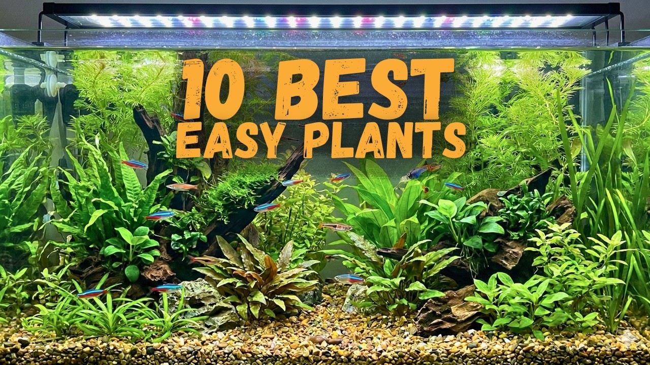 10 Extremely Easy to Grow Aquarium Plants