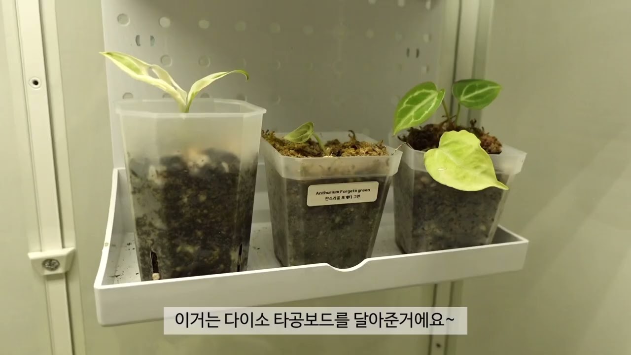 이케아 밀스보 온실속 필수아이템 총정리 #온실만들기 #플랜테리어 #실내정원