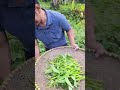 Picking Wild Kale Picking Wild Kale