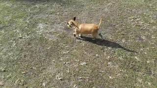 Chihuahua and Australian shepherd mix